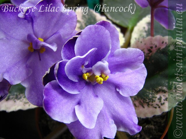 Buckeye Lilac Spring.jpg